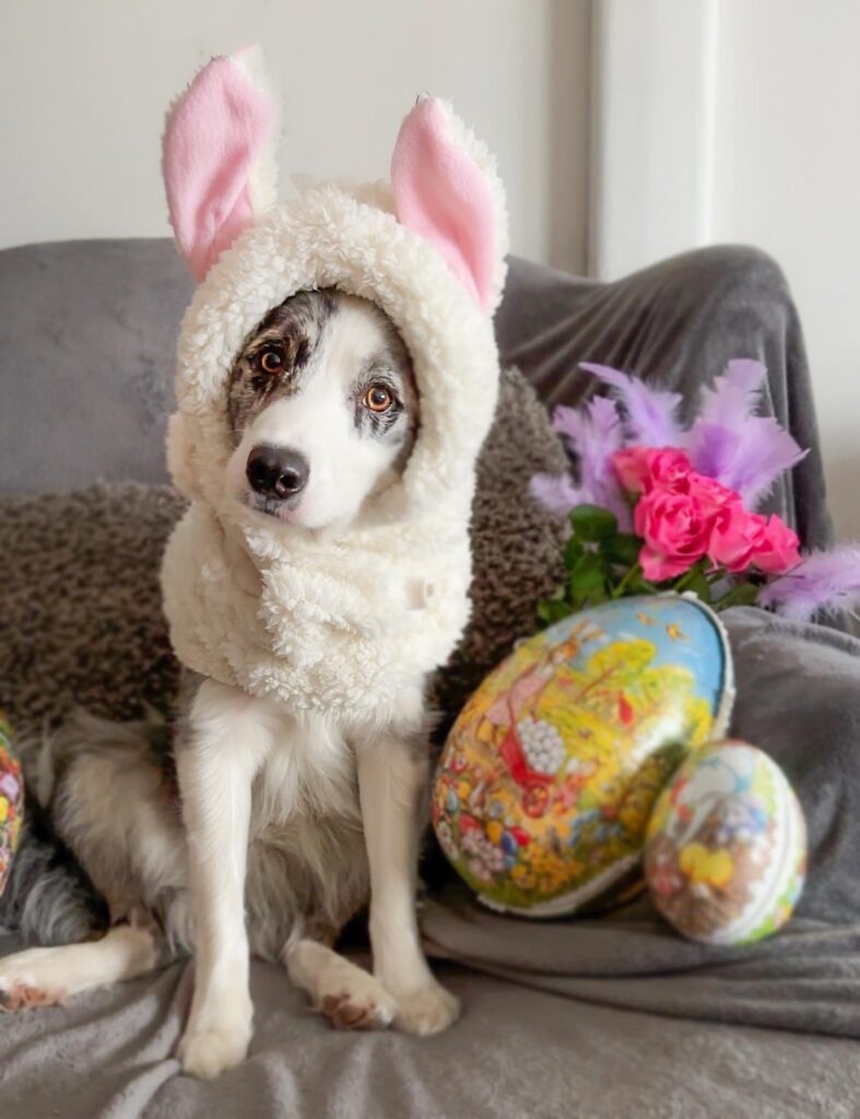 Vallhund sitter i soffa och har en vit mössa med rosa kaninöron och påskpynt i den gråa soffa.