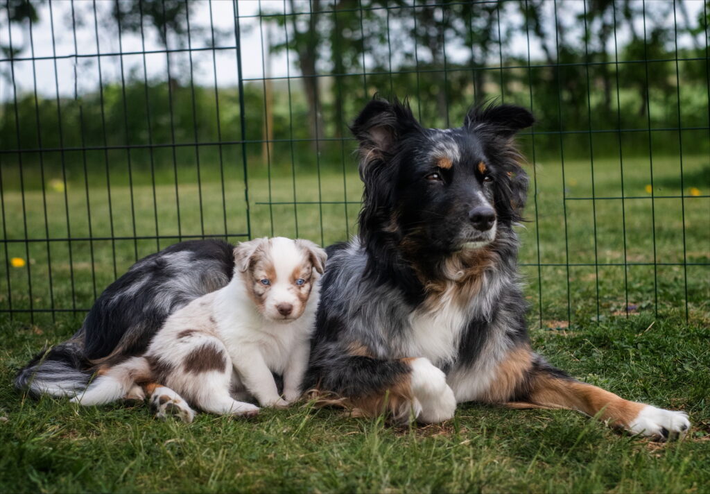 Mamma hund ligger i sommar gräset med sin valp lutandes mot henne.
