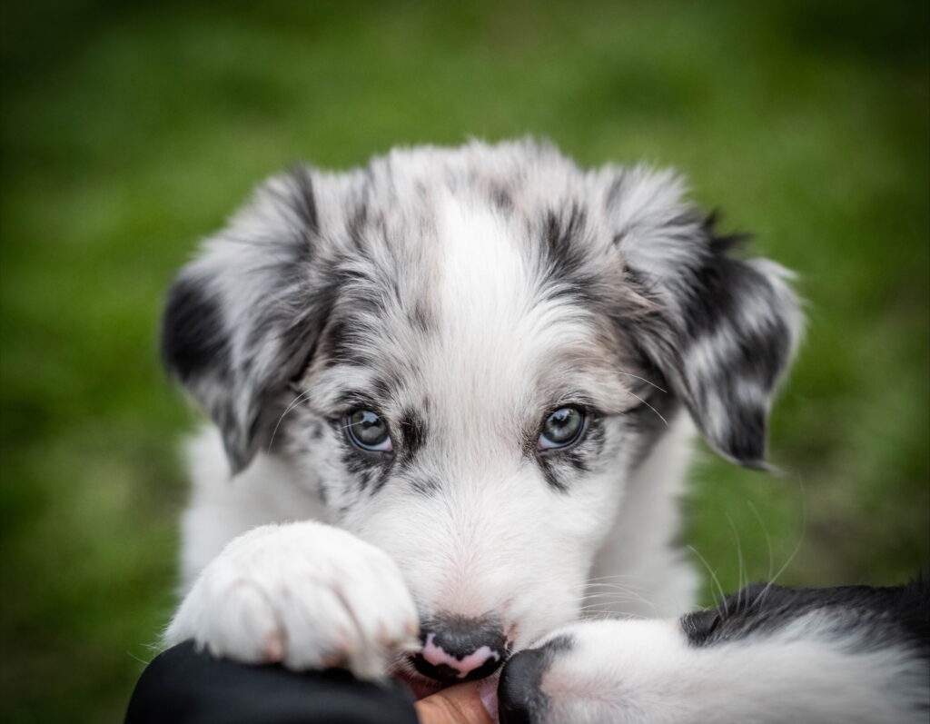 Söt blue merle valp tittar in i kameran med sina valp ögon.