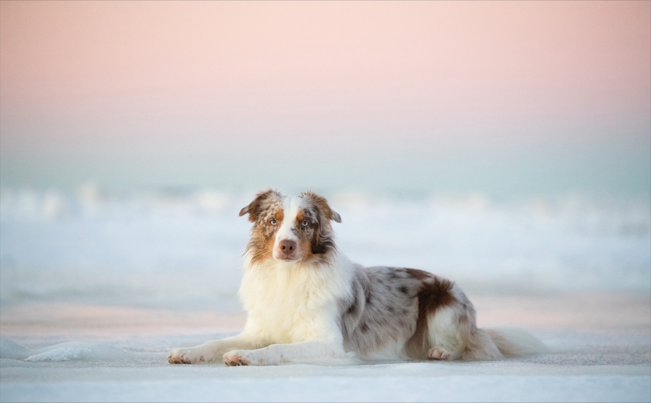 En aussie hund som på snön med rosa himmel i bakgrunden.