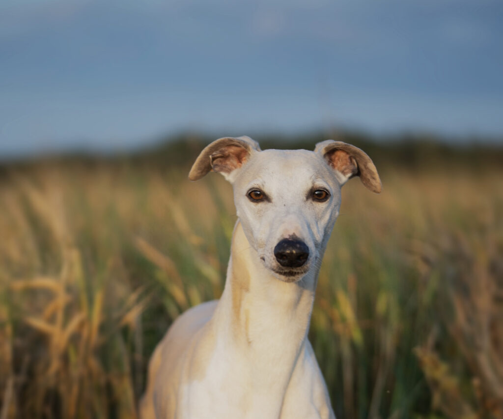 whippet hund står på åkern med klarblå himmel.